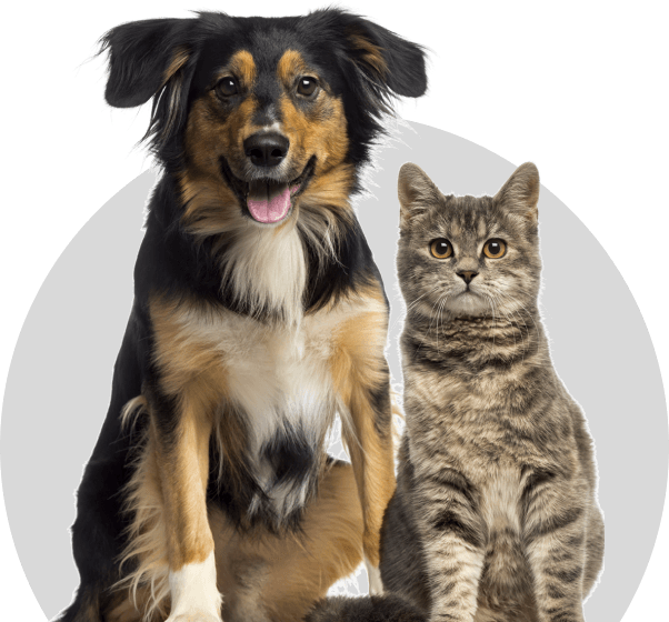 Perro y Gato